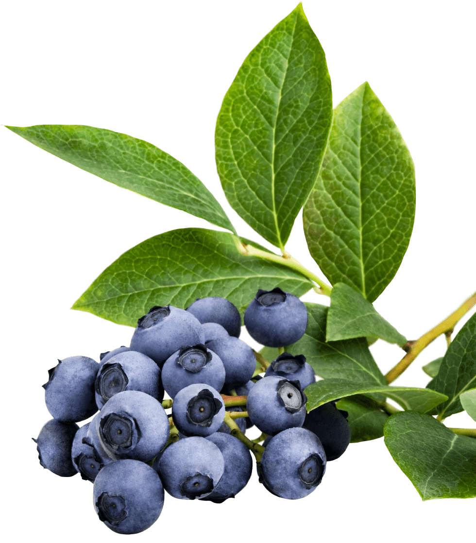 An organic blueberry bunch