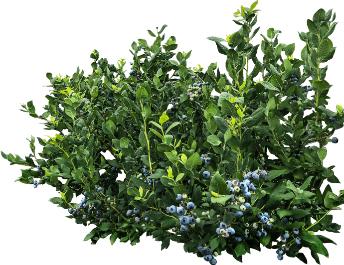 Organic blueberry bushes